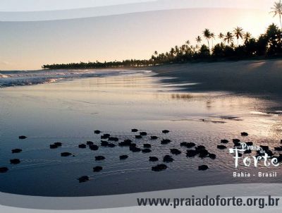 Praia do Forte com novas estratégias para 2010